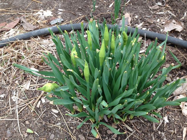 Daffodils are beginning to bud.